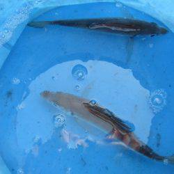 オリジナルメーカー海づり公園(市原市海づり施設) 釣果