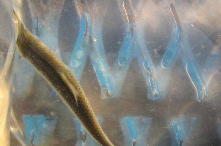オリジナルメーカー海づり公園(市原市海づり施設) 釣果