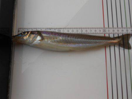 オリジナルメーカー海づり公園(市原市海づり…