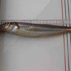 オリジナルメーカー海づり公園(市原市海づり施設) 釣果