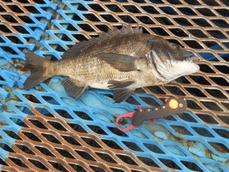 オリジナルメーカー海づり公園(市原市海づり施設) 釣果