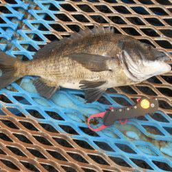 オリジナルメーカー海づり公園(市原市海づり施設) 釣果