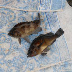 オリジナルメーカー海づり公園(市原市海づり施設) 釣果