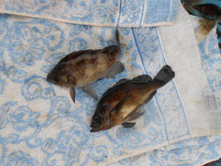 オリジナルメーカー海づり公園(市原市海づり施設) 釣果