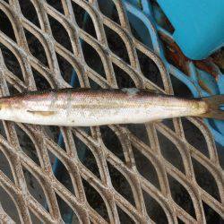 オリジナルメーカー海づり公園(市原市海づり施設) 釣果