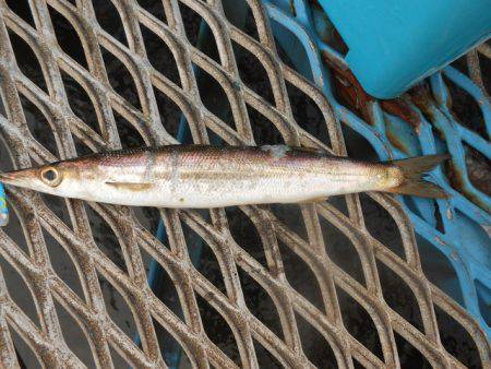 オリジナルメーカー海づり公園(市原市海づり施設) 釣果