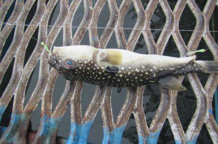 オリジナルメーカー海づり公園(市原市海づり施設) 釣果