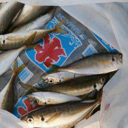 大阪南港海つり公園 釣果