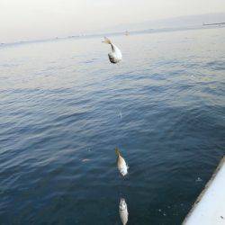 大阪南港海つり公園 釣果