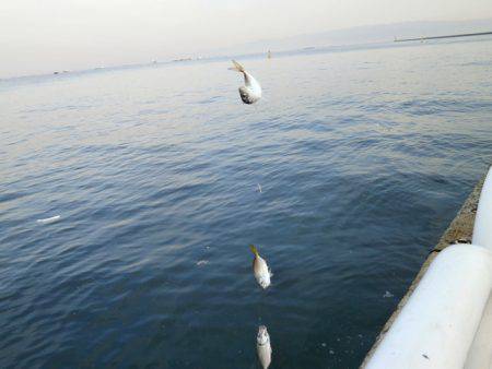 大阪南港海つり公園 釣果