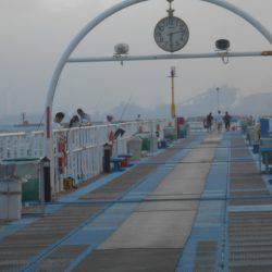 オリジナルメーカー海づり公園(市原市海づり施設) 釣果