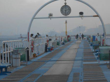 オリジナルメーカー海づり公園(市原市海づり施設) 釣果