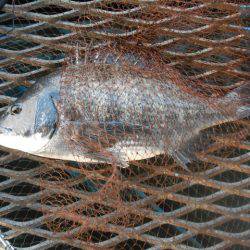 オリジナルメーカー海づり公園(市原市海づり施設) 釣果