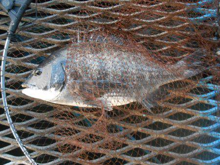 オリジナルメーカー海づり公園(市原市海づり…