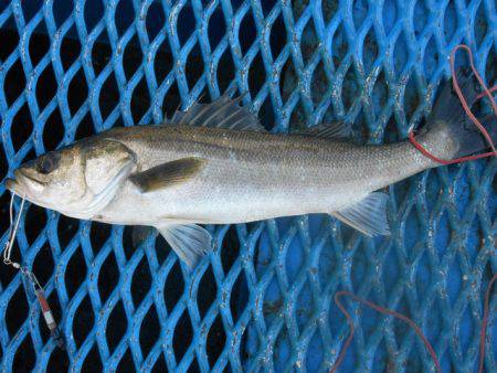 オリジナルメーカー海づり公園(市原市海づり施設) 釣果