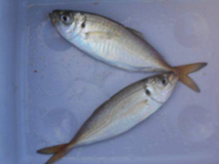 オリジナルメーカー海づり公園(市原市海づり施設) 釣果