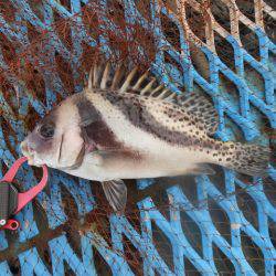 オリジナルメーカー海づり公園(市原市海づり施設) 釣果