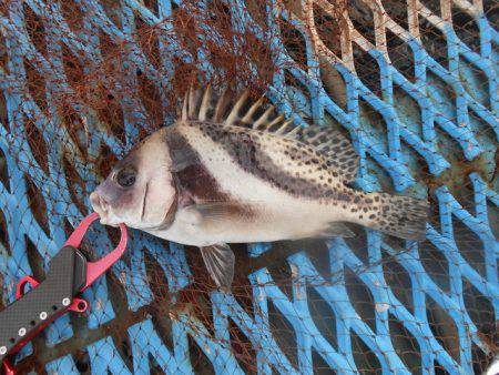 オリジナルメーカー海づり公園(市原市海づり施設) 釣果