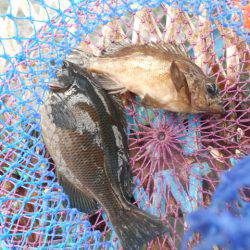 オリジナルメーカー海づり公園(市原市海づり施設) 釣果