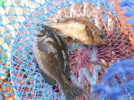 オリジナルメーカー海づり公園(市原市海づり施設) 釣果