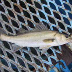 オリジナルメーカー海づり公園(市原市海づり施設) 釣果
