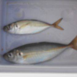 オリジナルメーカー海づり公園(市原市海づり施設) 釣果