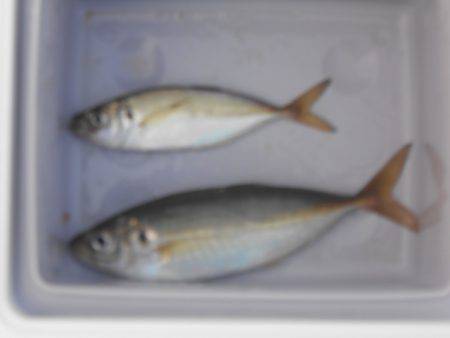 オリジナルメーカー海づり公園(市原市海づり施設) 釣果