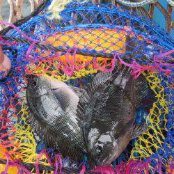 オリジナルメーカー海づり公園(市原市海づり施設) 釣果