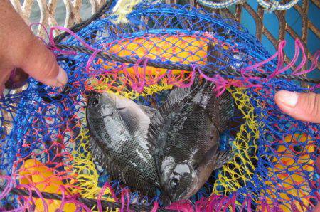 オリジナルメーカー海づり公園(市原市海づり施設) 釣果