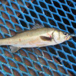 オリジナルメーカー海づり公園(市原市海づり施設) 釣果