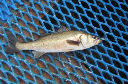 オリジナルメーカー海づり公園(市原市海づり施設) 釣果