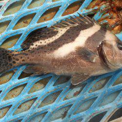 オリジナルメーカー海づり公園(市原市海づり施設) 釣果