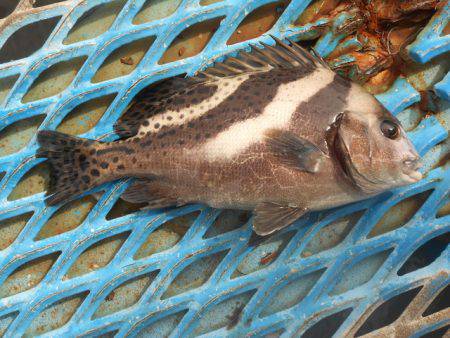 オリジナルメーカー海づり公園(市原市海づり施設) 釣果