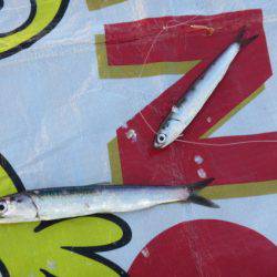 オリジナルメーカー海づり公園(市原市海づり施設) 釣果