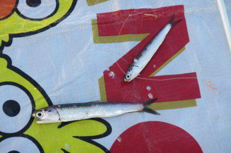 オリジナルメーカー海づり公園(市原市海づり施設) 釣果