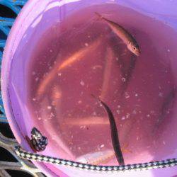 オリジナルメーカー海づり公園(市原市海づり施設) 釣果