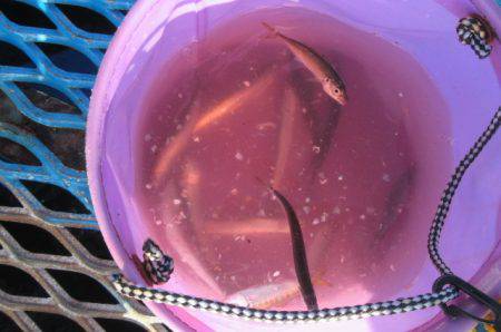 オリジナルメーカー海づり公園(市原市海づり施設) 釣果