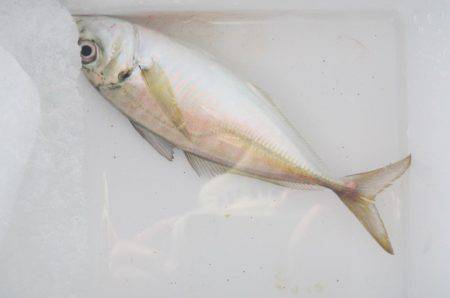 オリジナルメーカー海づり公園(市原市海づり施設) 釣果