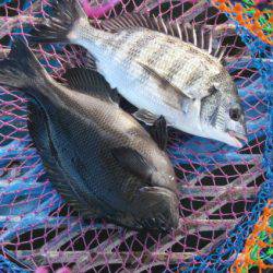 オリジナルメーカー海づり公園(市原市海づり施設) 釣果