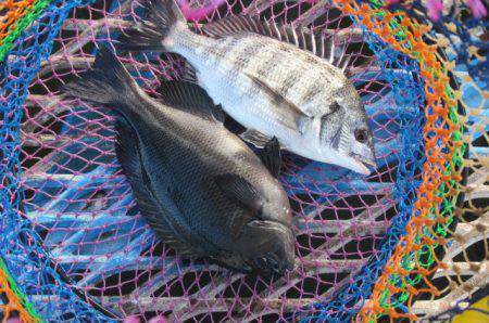 オリジナルメーカー海づり公園(市原市海づり…