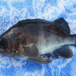 オリジナルメーカー海づり公園(市原市海づり施設) 釣果