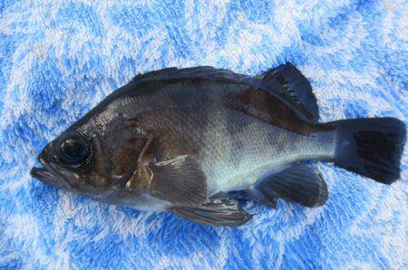 オリジナルメーカー海づり公園(市原市海づり施設) 釣果