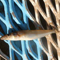 オリジナルメーカー海づり公園(市原市海づり施設) 釣果