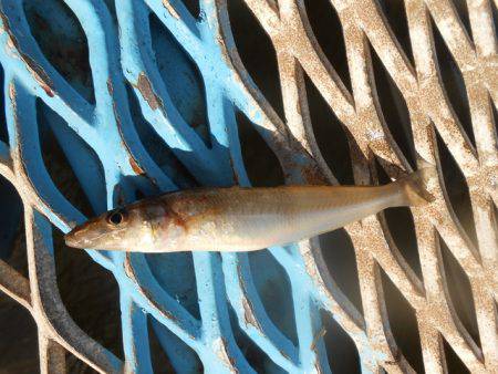 オリジナルメーカー海づり公園(市原市海づり施設) 釣果