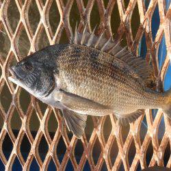 オリジナルメーカー海づり公園(市原市海づり施設) 釣果