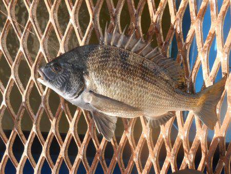 オリジナルメーカー海づり公園(市原市海づり施設) 釣果