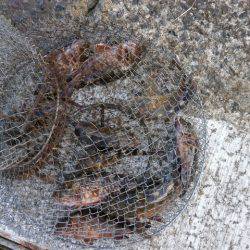 大阪南港海つり公園 釣果