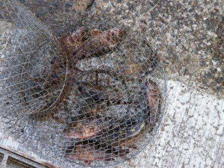 大阪南港海つり公園 釣果