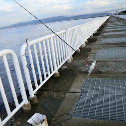 大阪南港海つり公園 釣果