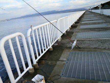 大阪南港海つり公園 釣果